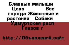 Славные малыши! › Цена ­ 10 000 - Все города Животные и растения » Собаки   . Удмуртская респ.,Глазов г.